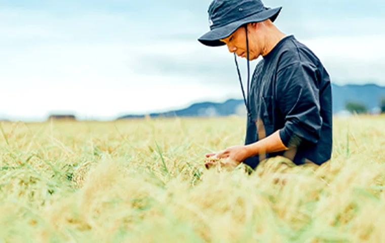 酒米づくりの様子
